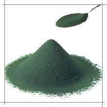 Fijn Chlorella Poeder
